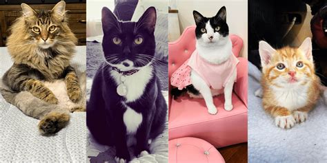 3 southern cats and mama 1K shares, Facebook Reels from 3 Southern Cats & Momma, LLCThe Official Account/ Property of Kristi Cates We appreciate each and everyone of you